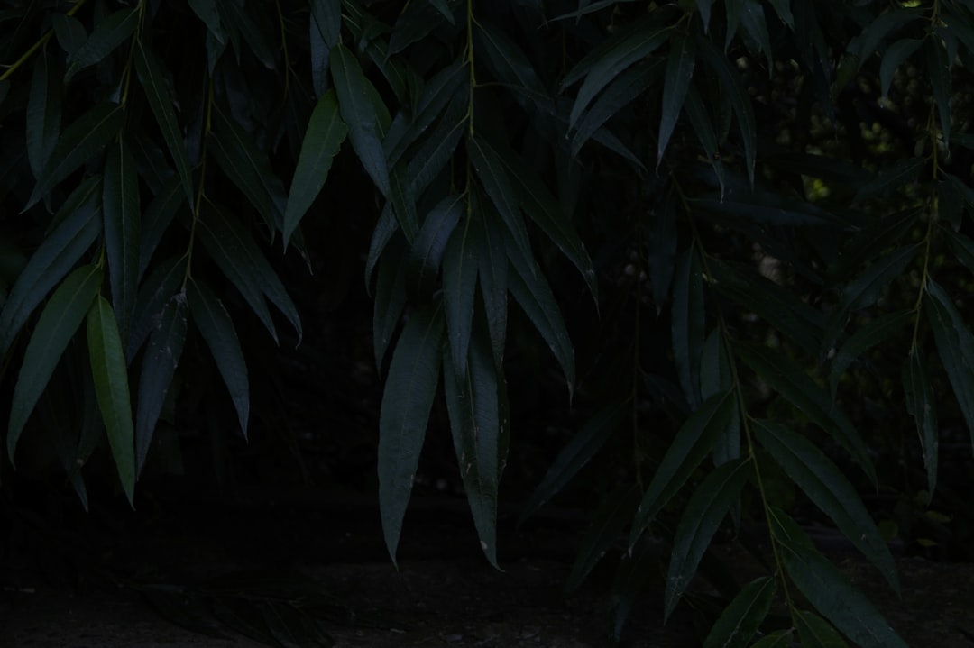 「AIを使いこなせない」を卒業！KMSのAI AgentがClaude 4.5実装で非エンジニアの業務を劇的に変える仕組み - twilight willow leaves